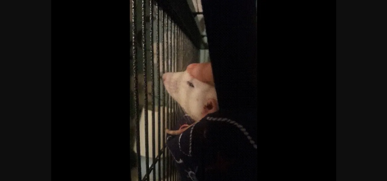 HTML Abandoned Strange Times at Scholman High [v0.68] [Clouding Darkly] | Free Adult Games