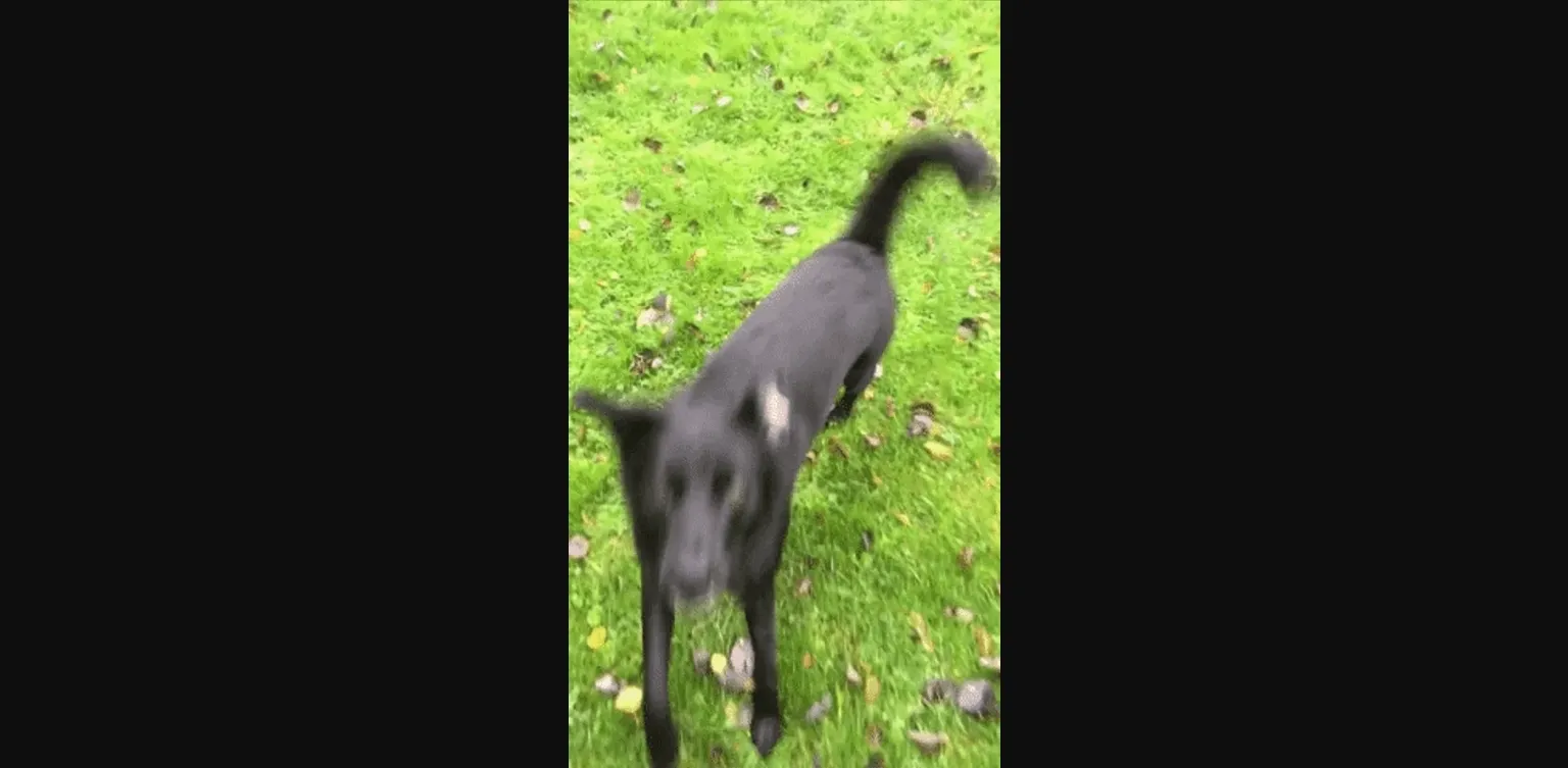 VN HTML Down on the Farm [v0.3.1] [NaughtyNeighborGames] | Free Adult Games